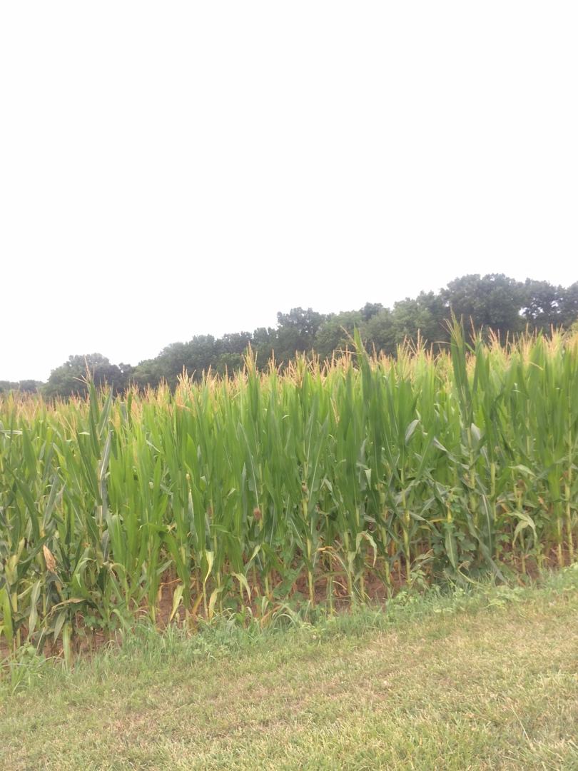 Ratliff Ave., Chillicothe, IL 61540