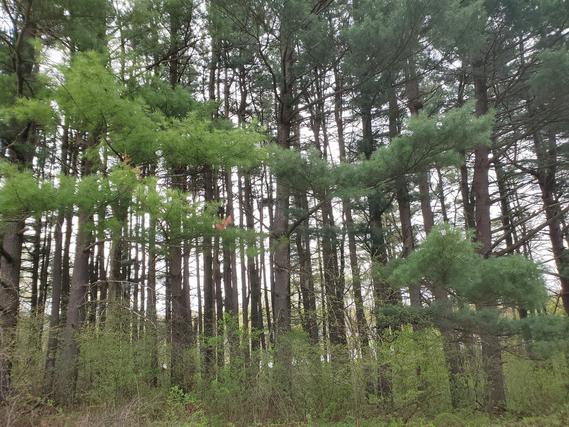 902 Timber Trail Dr., Dixon, IL 61021