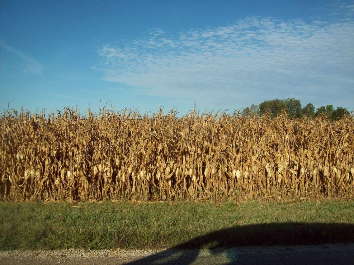25250 E 1500 St., Walnut, IL 61376