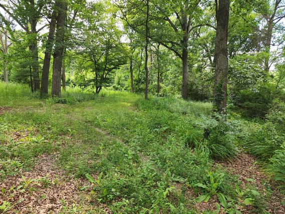 New Homes on 1+ Acres For Sale This Week That Attend Amos Alonzo Stagg High School: July 13th to July 19th