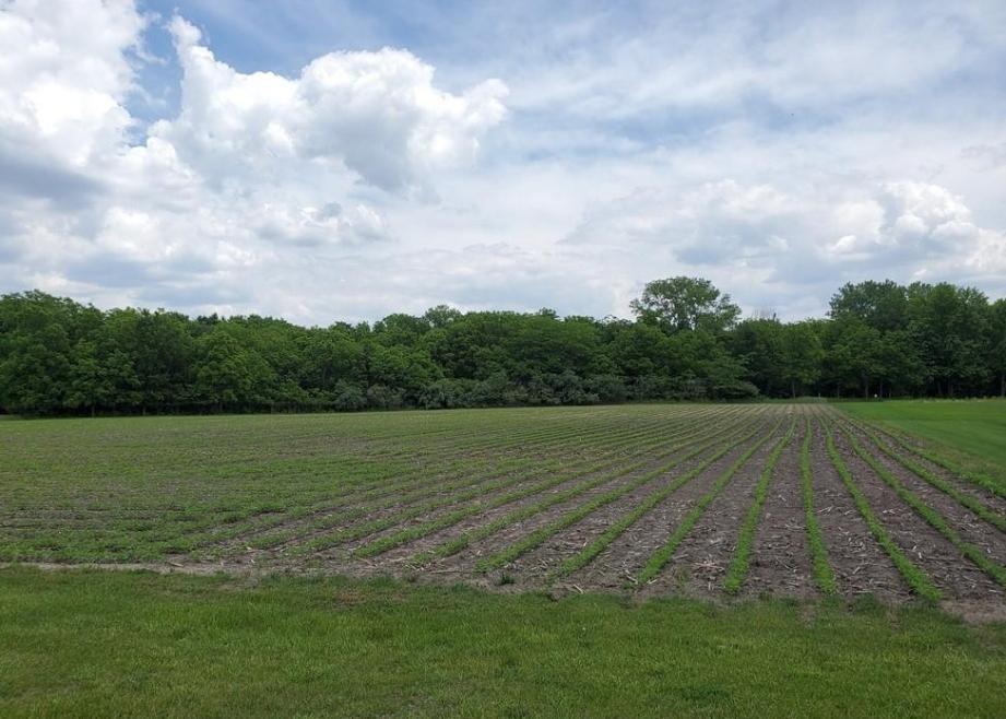Lot 14 Deer Lake Estates, Findlay, IL 62534