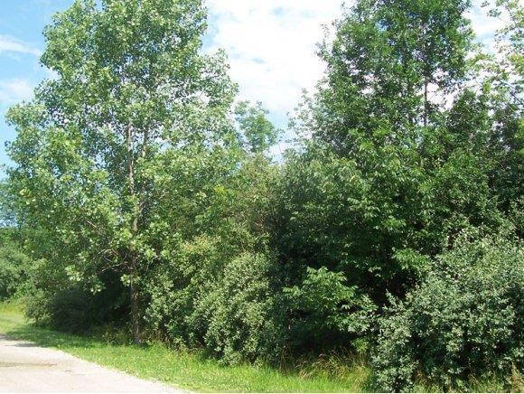 Lot 9 Coon Creek, Shelbyville, IL 62565