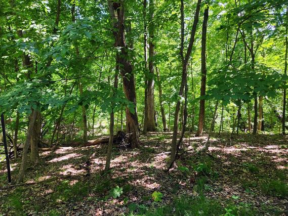 Lot 222 Elm Tree Dr., Varna, IL 61375