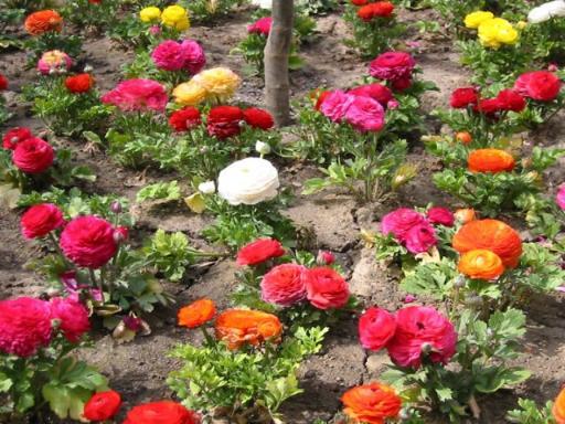 1235 Hathaway Dr., Sycamore, IL 60178