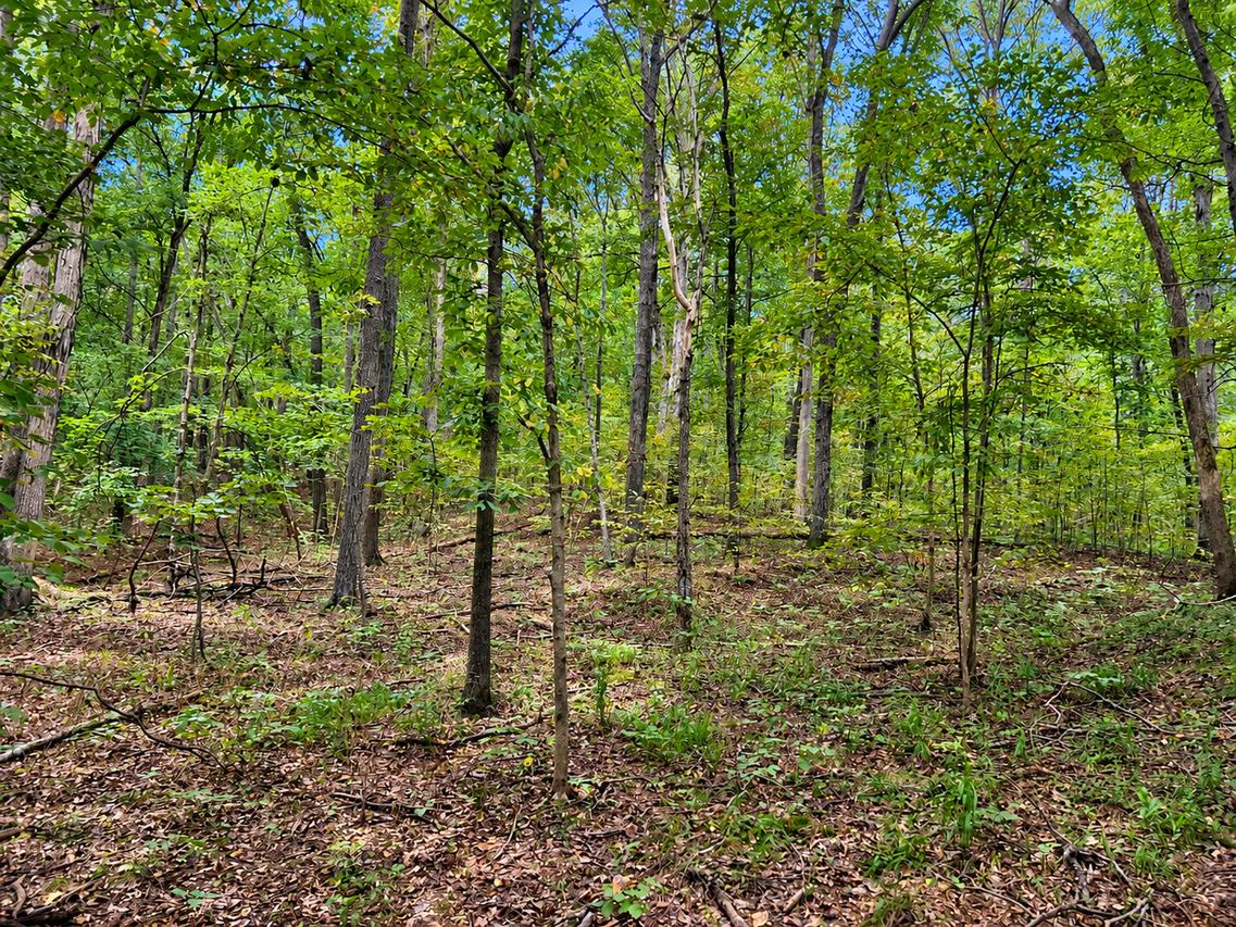 0000 Perry Rd., Golconda, IL 62938