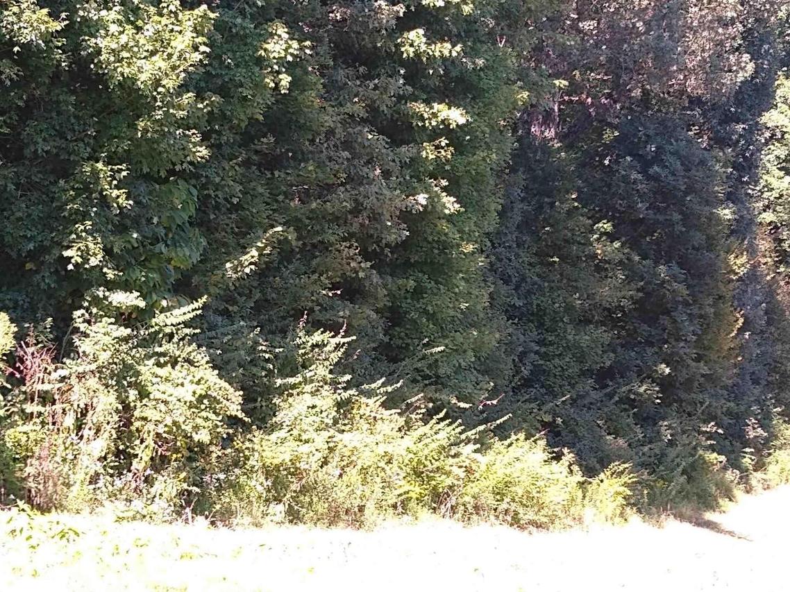 195 Locust St., Ozark, IL 62972