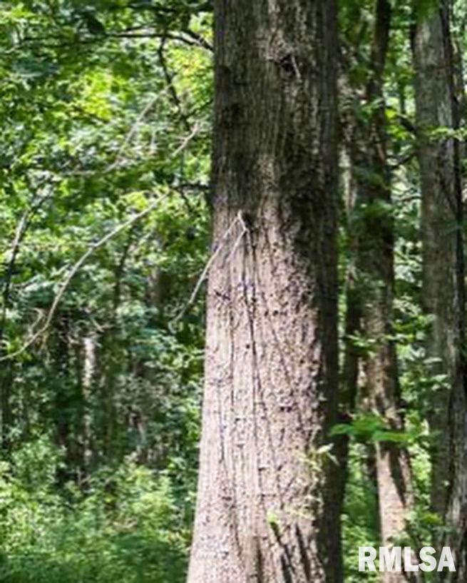 000 County Road 1225 E Roads, Fairfield, IL 62837