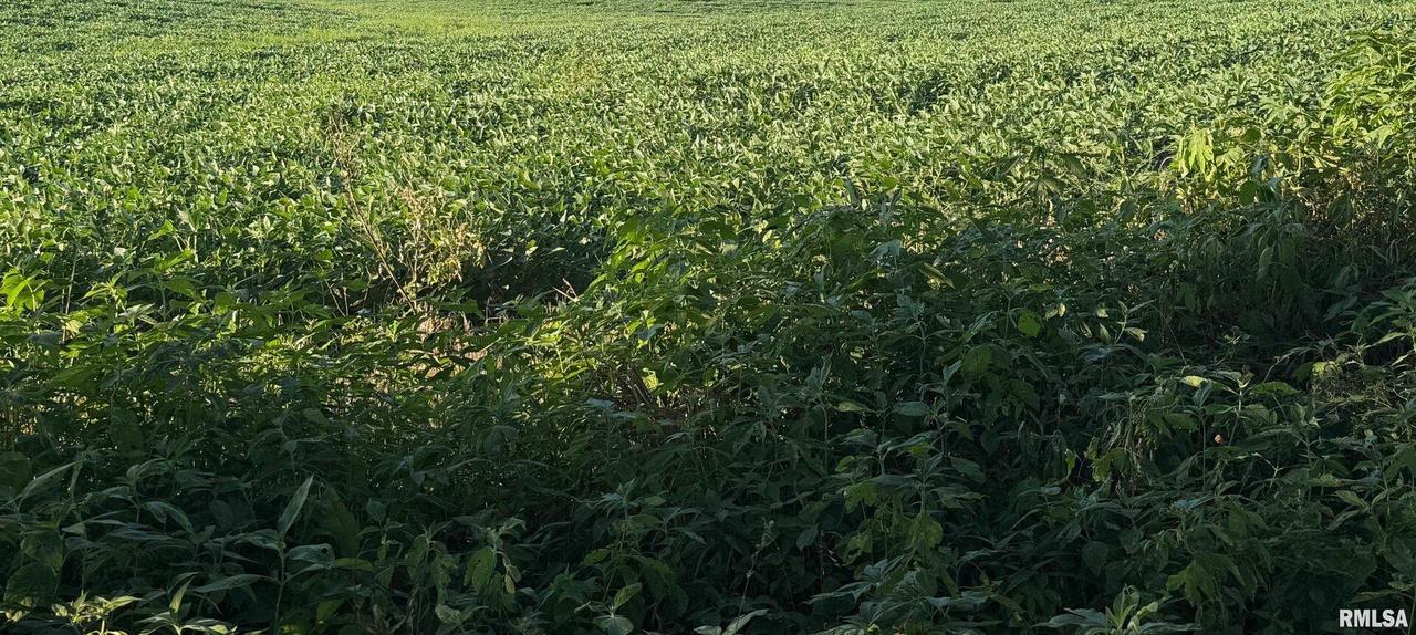 TBD Truax Traer Rd., Elkville, IL 62932