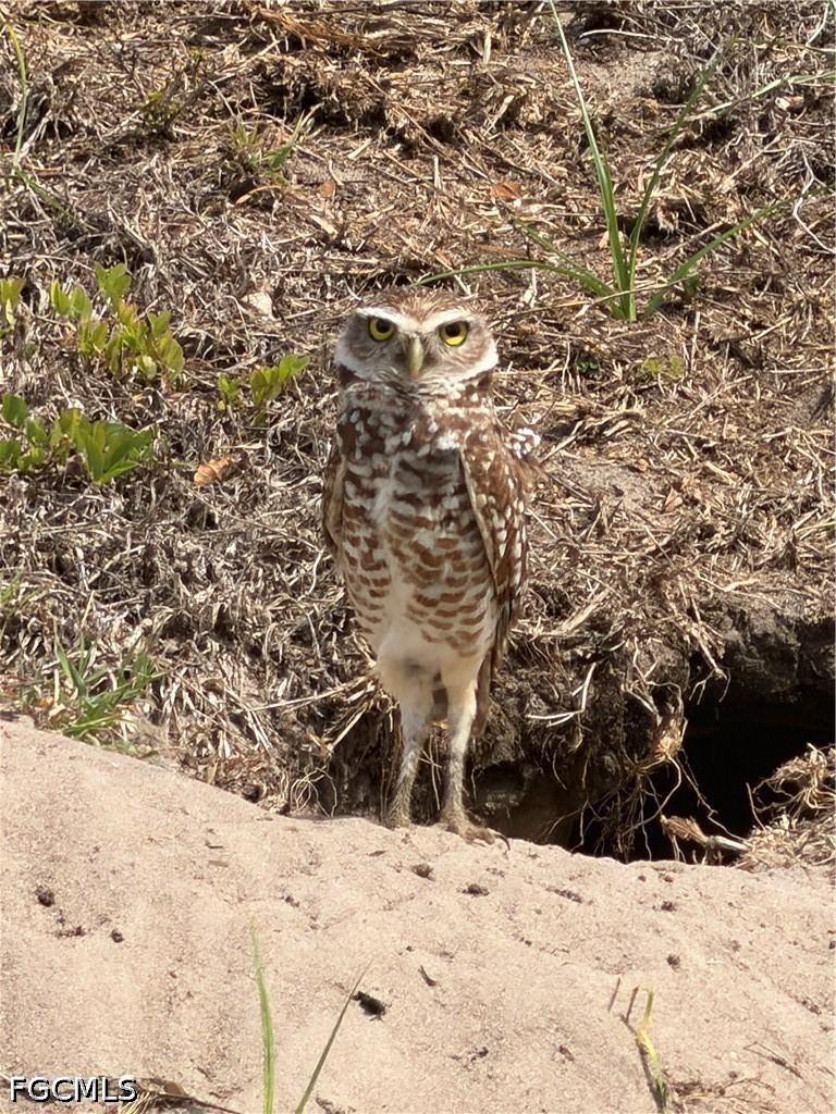 601 SW 31st St., Cape Coral, FL 33914