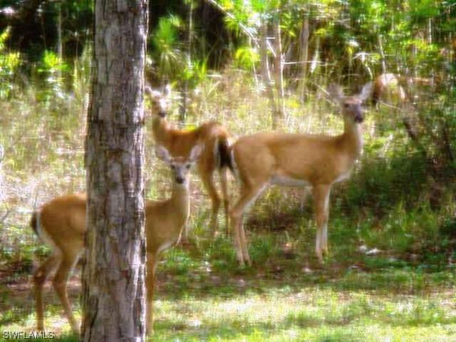 Le Buff Rd., Naples, FL 34114