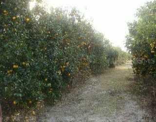 Country Estate, Zolfo Springs, FL 33890