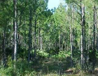 4450 Forbes Tr., Other, FL 34292