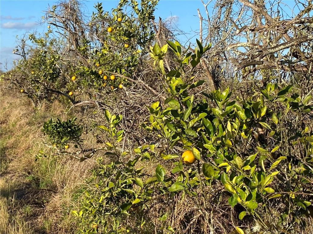 12010 NE Hwy 70, Arcadia, FL 34266