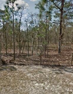 142nd Street, Williston, FL 32696