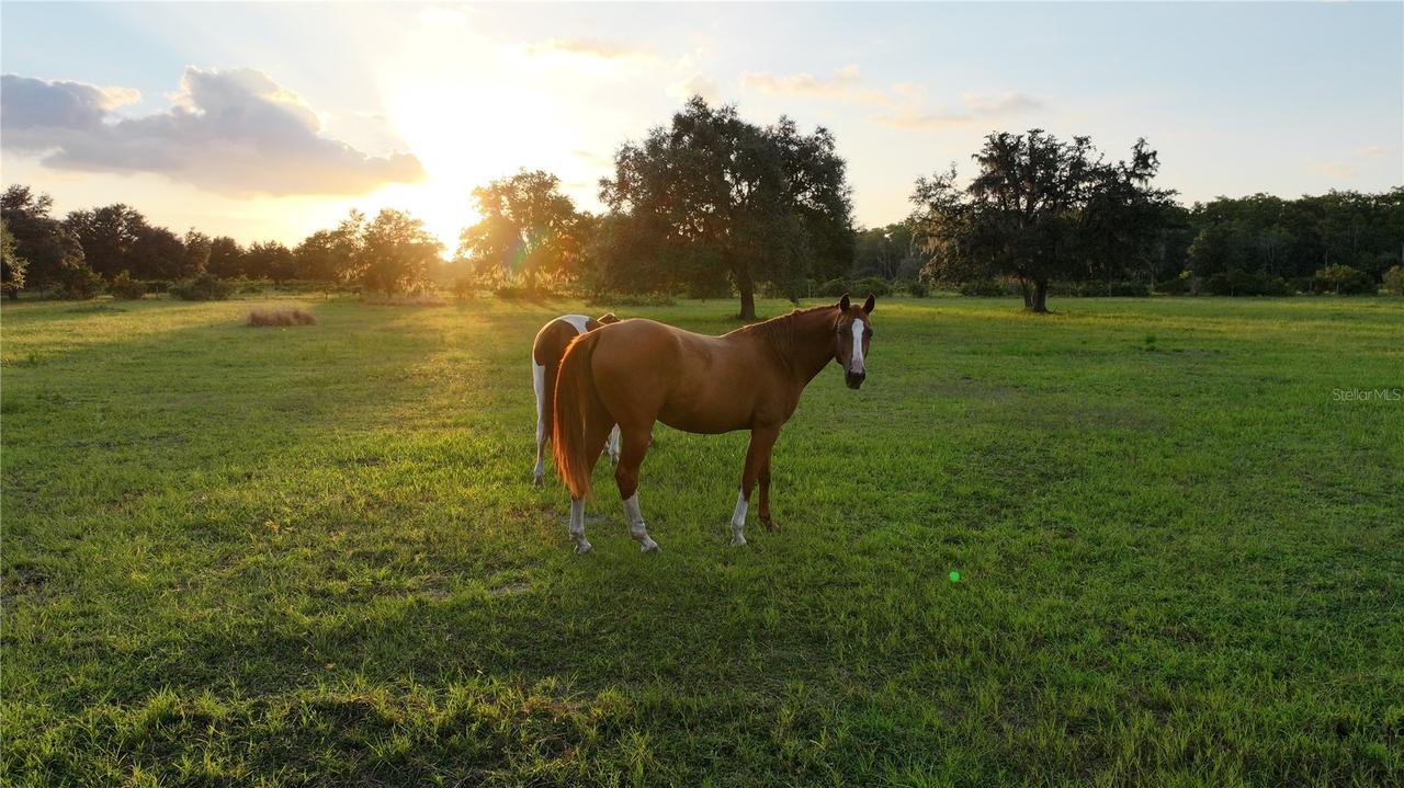 45855 Clay Gully Rd., Myakka City, FL 34251