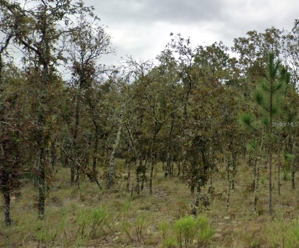 LOT 4 NE Ne 11th St., Williston, FL 32696