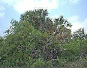 182 Cohasset Av, Port Charlotte, FL 33952