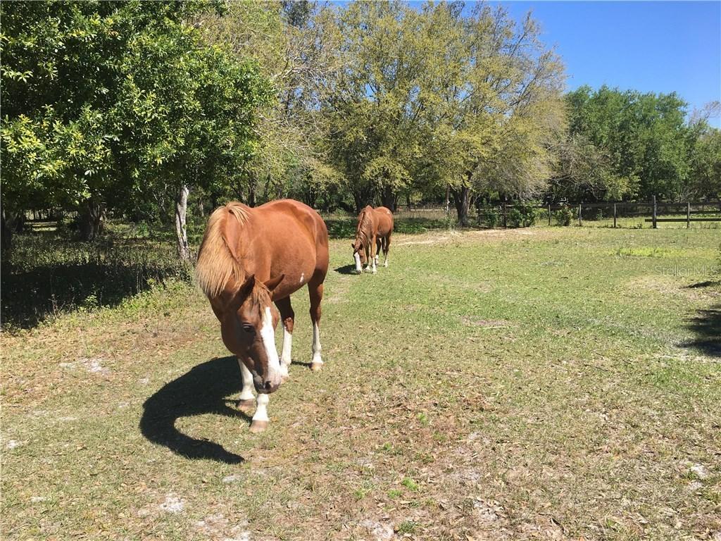 10347 SE Foster Ave., Arcadia, FL 34266