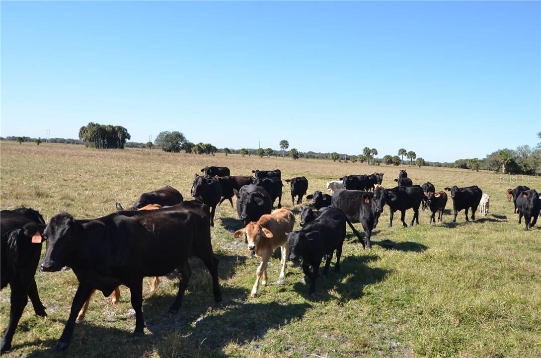 SW Senate St., Arcadia, FL 34266