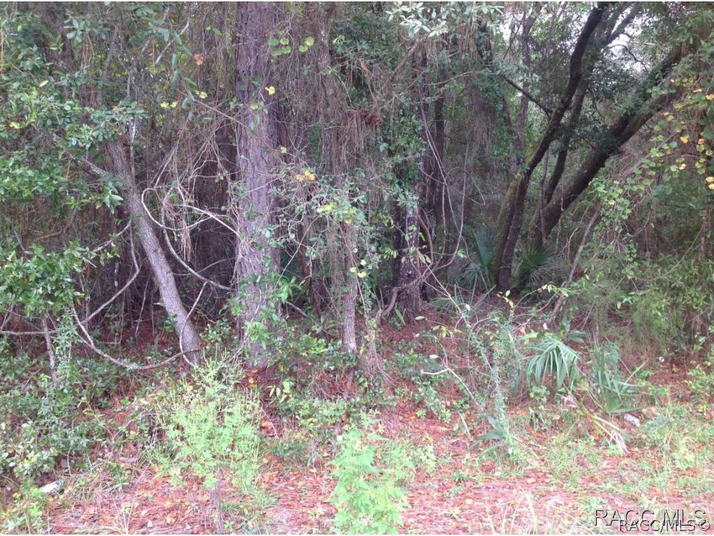 Mastadon And Park St., Inglis, FL 34449