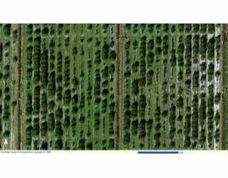 Piggy Back, Arcadia, FL 33426