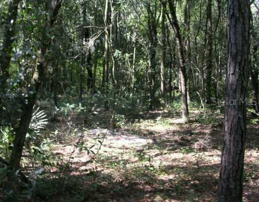 Walker Cemetary Rd., Eustis, FL 32736