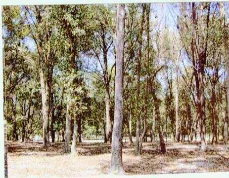 Griffin Ave., Lady Lake, FL 32159