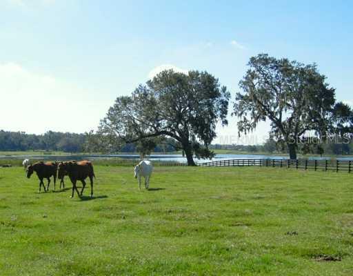 Tract #4, Cr 209, Oxford, FL 34484