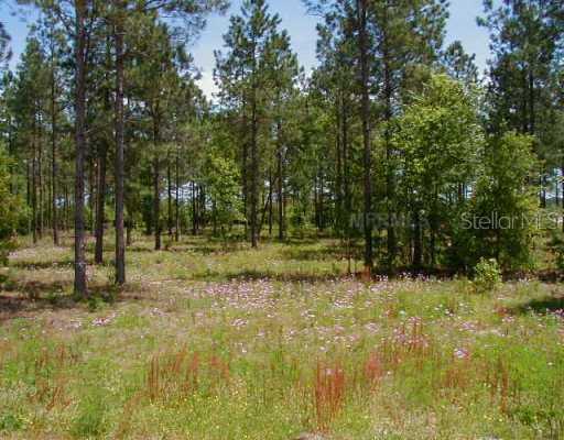 Deep Springs Loop, Sorrento, FL 32776