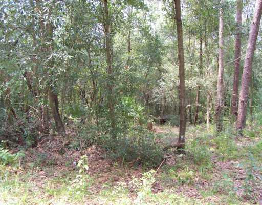 NE 135th Ln., Salt Springs, FL 32134