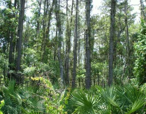 Deer Crossing Rd., Altoona, FL 32702