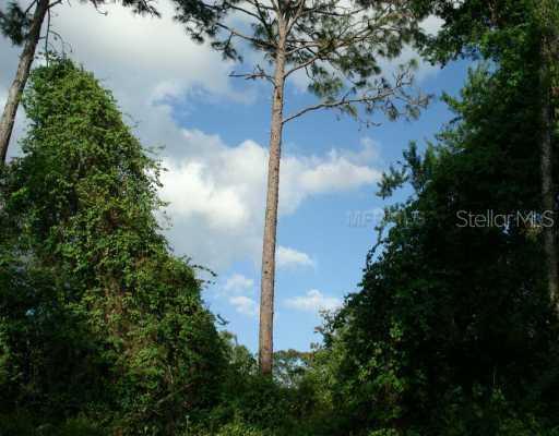 Ocala National Forest - Vacant Lot St., Altoona, FL 32702