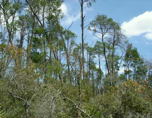 Deer Crossing Rd., Altoona, FL 32702