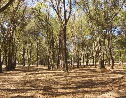 21003 Shady Grove Rd., Groveland, FL 34736