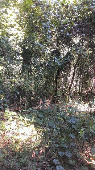 Darnoch St., Sorrento, FL 32776