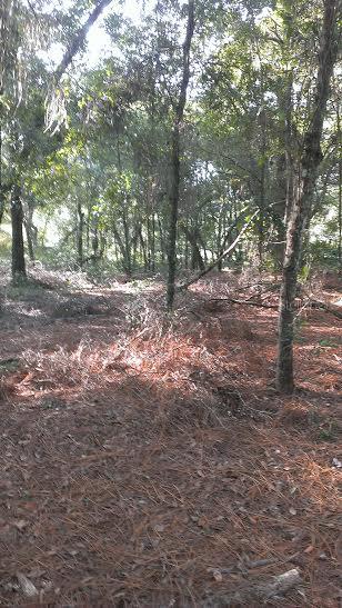 Fenimore St., Sorrento, FL 32776