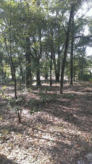 Fenimore St., Mount Plymouth, FL 32776