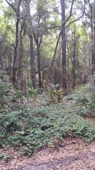 Shinnecock Hills Ave., Sorrento, FL 32776