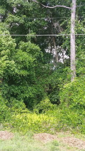 Sackamaxon Dr., Sorrento, FL 32776