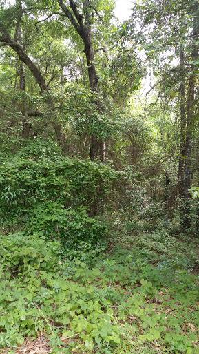 Adair Ave., Sorrento, FL 32776