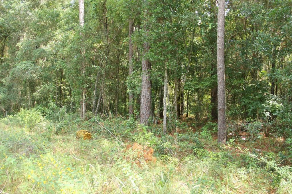 LOTS 39-45 Arcola St., Sorrento, FL 32776