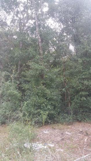 Sleepy Hollow St., Sorrento, FL 32776