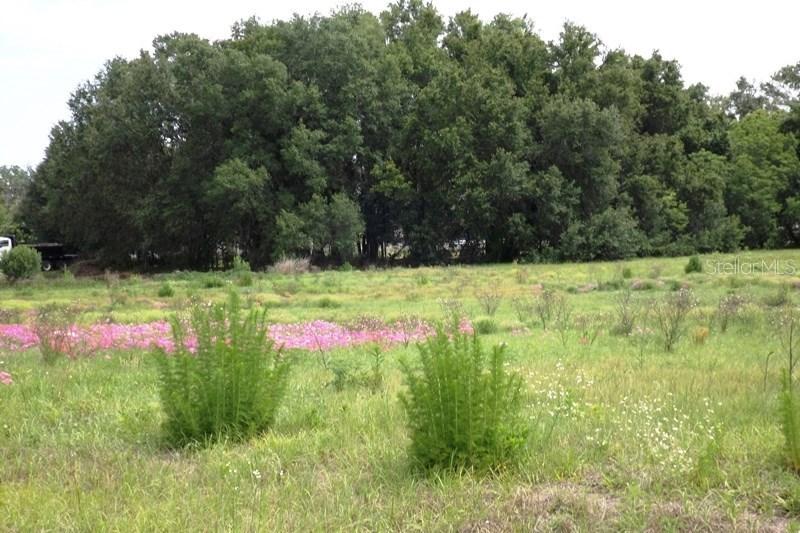 LOT # 6 Signature Dr., Wildwood, FL 34785