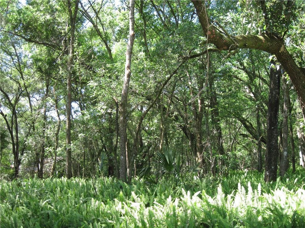 Glen Ave., Mount Dora, FL 32757