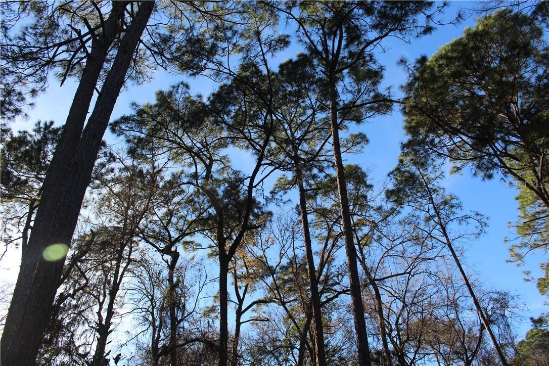 10030 SE 182nd Avenue Rd., Ocklawaha, FL 32179