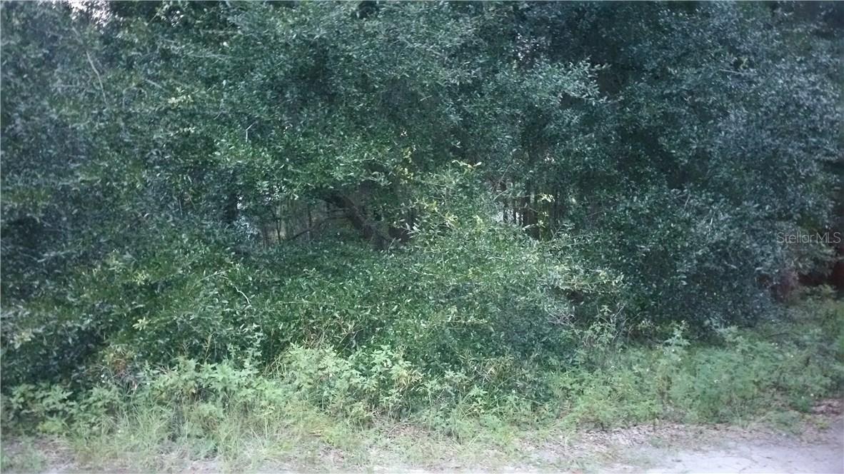 Sleepy Hollow St., Sorrento, FL 32776