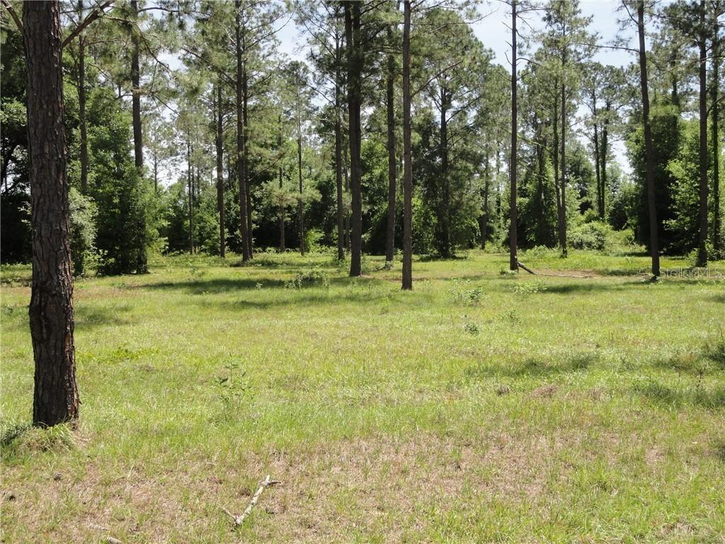 Bonsmara Dr., Groveland, FL 34736