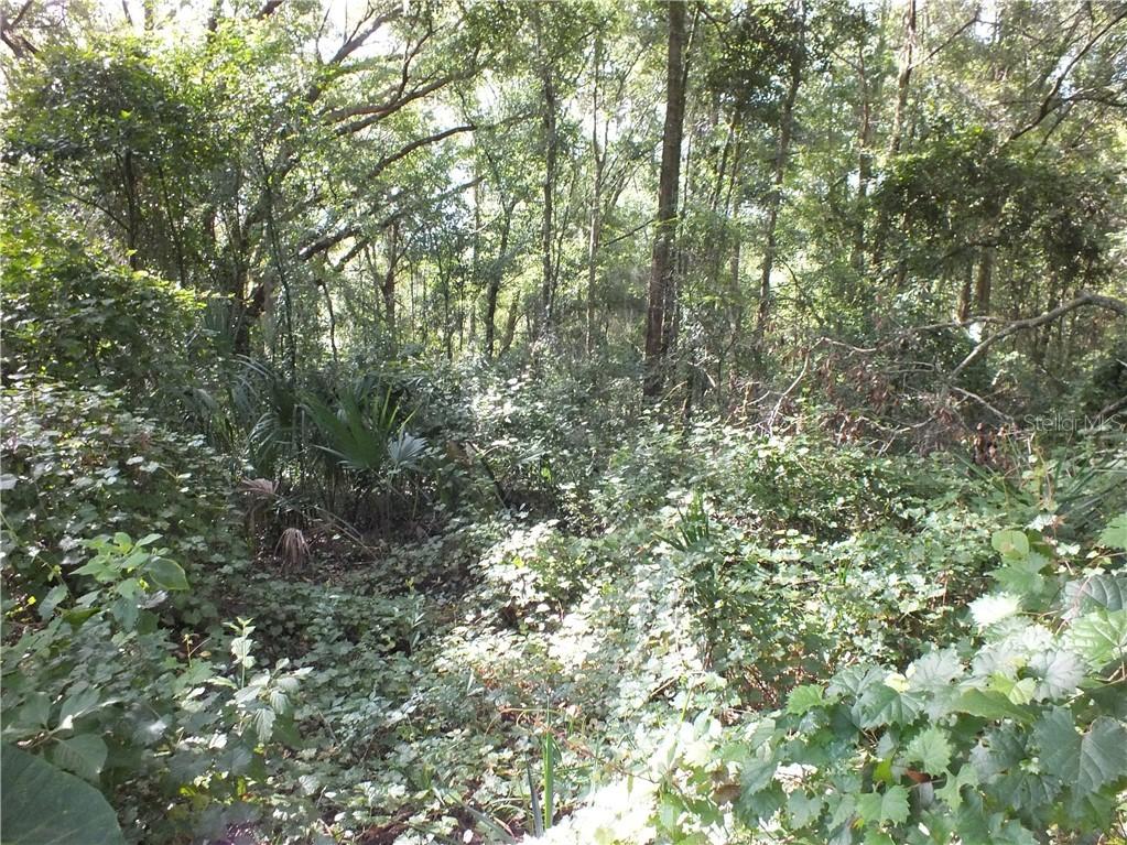 Cr 134, Wildwood, FL 34785
