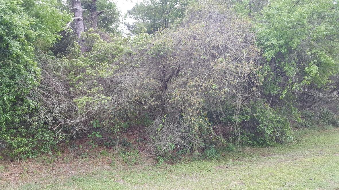 32046 Holopaw Tr., Sorrento, FL 32776