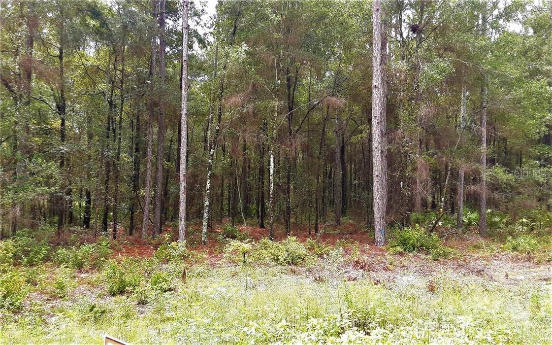 SW 28th Ln., Ocala, FL 34481